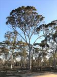 Gum - Salmon "George Brockway"  : Eucalyptus salmonophloia