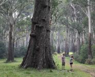 Mountain Ash "Decadent Dell" : Eucalyptus delegatensis subsp. delegatensis