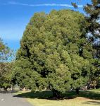 Yellowwood Outeniqua : Afrocarpus falcatus