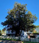 Magnolia - Bull Bay : Magnolia grandiflora
