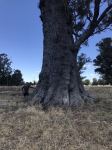 Tuart "Shedded Giant" : Eucalyptus gomphocephala