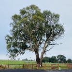 Box - Yellow : Eucalyptus melliodora