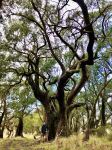Stringybark - Messmate  : Eucalyptus obliqua
