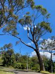 Peppermint - Sydney  : Eucalyptus piperita