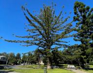 Pine - Hoop : Araucaria cunninghamii