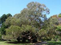 Gum - Maiden's : Eucalyptus maidenii