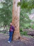 Karri : Eucalyptus diversicolor