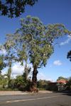 Blue Gum - South Australian : Eucalyptus leucoxylon leucoxylon