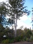 Blue Gum - Sydney : Eucalyptus saligna