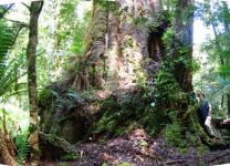 Stringybark - Messmate  "Mt Cripps" : Eucalyptus obliqua