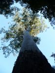 Gum - Flooded  "The Grandis" : Eucalyptus grandis
