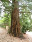 Redwood - Coast : Sequoia sempervirens