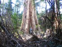 Gum - Shining : Eucalyptus nitens
