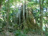 Fig - Small-leaved : Ficus obliqua