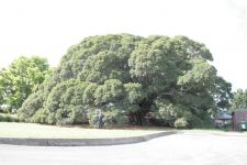 Fig - Small-leaved : Ficus obliqua