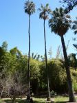 Palm - Mexican Fan : Washingtonia robusta
