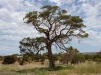 Tea Tree - Dryland : Melaleuca lanceolata
