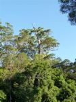 Tallowwood : Eucalyptus microcorys