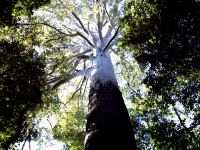 Blue Gum - Sydney : Eucalyptus saligna