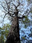 Ironbark - Broad-leaved Red : Eucalyptus fibrosa 