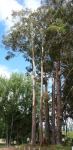 Blackbutt : Eucalyptus pilularis