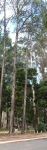 Pine - Slash : Pinus elliottii var elliottii
