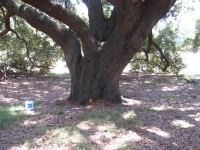 Oak - Southern Live : Quercus virginiana