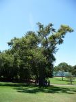 Oak - Water : Quercus nigra