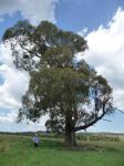 Peppermint - Narrow-leaved : Eucalyptus radiata subsp. sejuncta