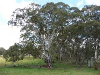 Gum - Mountain White : Eucalyptus dalrympleana ssp. heptantha