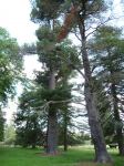Pine - Monterey : Pinus radiata