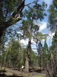 Pine - White Cypress "Old Grey" : Callitris glaucophylla