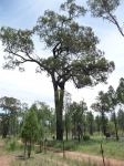 Ironbark - Narrow-leaved Red : Eucalyptus crebra