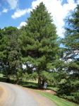 Pine - Himalayan Long-leaved : Pinus roxburghii