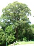 Tallowwood : Eucalyptus microcorys