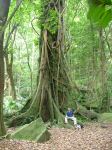 Fig - Moreton Bay : Ficus macrophylla