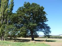 Oak : Quercus robur