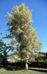 Silver Birch : Betula pendula