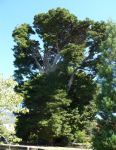 Cypress - Monterey : Cupressus macrocarpa