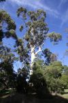 Gum - Mountain White : Eucalyptus dalrympleana ssp. dalrympleana