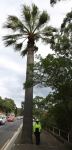 Palm - California Fan : Washingtonia filifera
