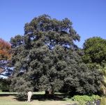 Oak - Holm : Quercus ilex