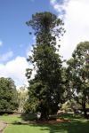 Pine - Bunya : Araucaria bidwillii