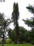 Pine - Cook : Araucaria columnaris