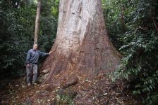 Tallowwood "Jack Feeney" : Eucalyptus microcorys