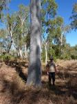 Gum - Kimberley White : Eucalyptus houseana