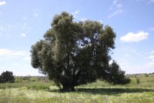 Olive : Olea europaea