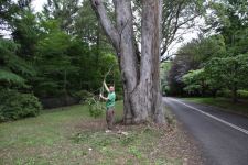 Stringybark - Blaxland's : Eucalyptus blaxlandii