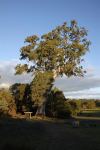 Gum - River Red "Bilston's Tree" : Eucalyptus camaldulensis