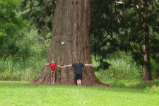 Redwood - Giant Sequoia : Sequoiadendron giganteum
